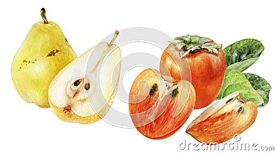 Persimmon pear watercolor isolated on white background Cartoon Illustration