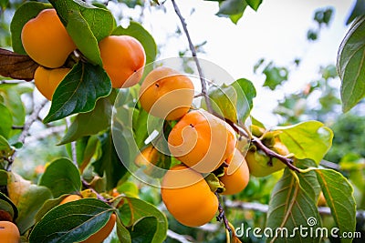 Persimmon tree in persimmon farm ready for harvest Stock Photo