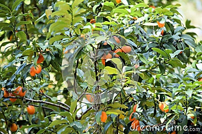 Growing Persimmon Tree with Fruit Stock Photo