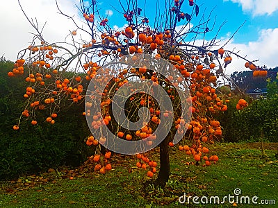 Persimmon tree full of fruit Stock Photo