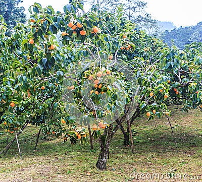 Persimmon tree Stock Photo