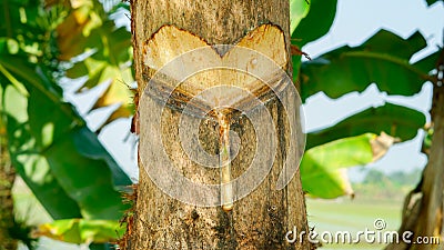 Persimmon tree`s mouth .date macro front view Stock Photo