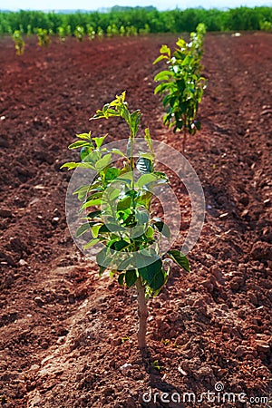 Persimmon trees very young growing Stock Photo