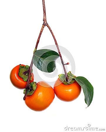 Persimmons Stock Photo