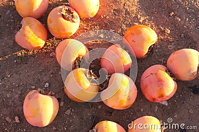 Persimmons on the ground after a January frost Stock Photo