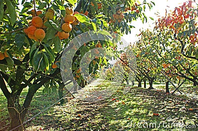 Persimmons in persimmon orchard on sunny day Stock Photo