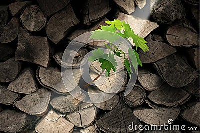 Persistence And Determination Stock Photo