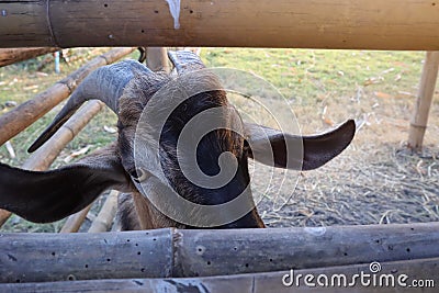 Person Black Goat Eyes Staring At The Camera Stock Photo