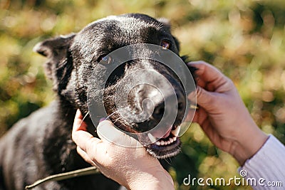 Person caressing cute happy black dog. Volunteer hugging mixed breed smiling dog in green park. Adoption from shelter concept. Stock Photo