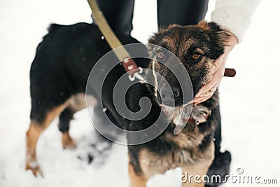 Person caressing cute scared puppy with sad eyes in snowy winter park. People hugging mixed breed german shepherd dog on a walk at Stock Photo