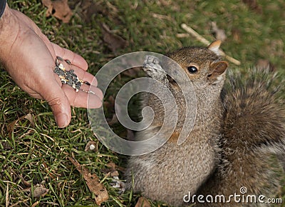 Person feeding gray squirrel Stock Photo