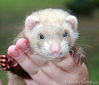 Person with ferret Stock Photo