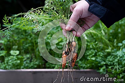 Holding up a bunch of baby carrots harvested from the vegetable garden Stock Photo