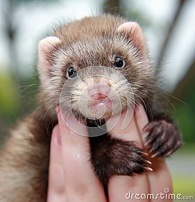 Person holding ferret Stock Photo