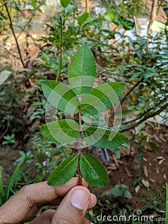 person holding green leaf Stock Photo