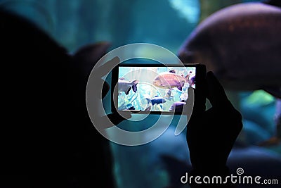 Person holding a mobile taking a picture in an aquarium during a cultural travel. Stock Photo