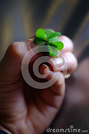 Five leaf clover Stock Photo