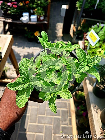 Person holding a small potted plant containing a lush and vibrant Peppermint herb Stock Photo