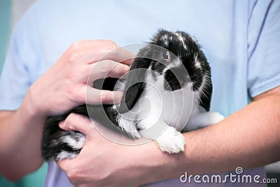 A person holding a young Lop eared rabbit Stock Photo