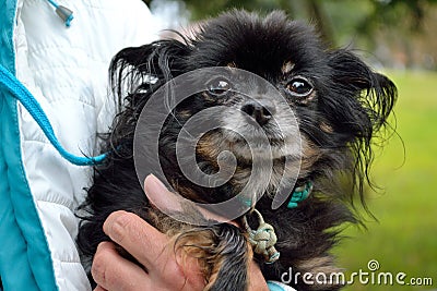 Person holds miniature pinscher - portrait Stock Photo