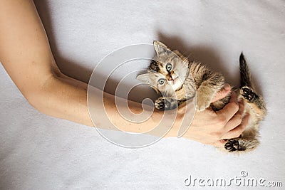 person laid his hand on belly cute kitten British golden chinchilla ticked Stock Photo