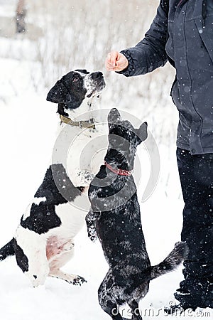 Expectant Pups in Snow Stock Photo