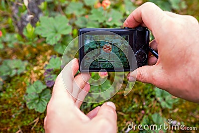 A person photographs cloudberries with a compact camera from a very close distance. Stock Photo