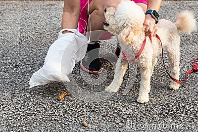 Person picking up dog poop from street with plastic bag Stock Photo