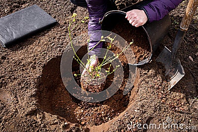 Person planting blueberry bush at home garden. Stock Photo