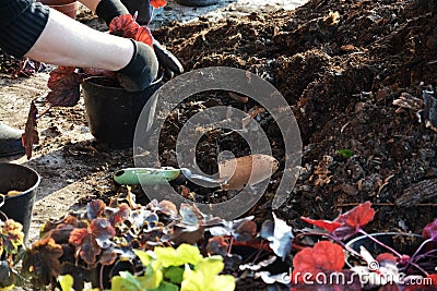 Person planting flowers in the soil Stock Photo
