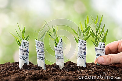 Person planting money plants Stock Photo