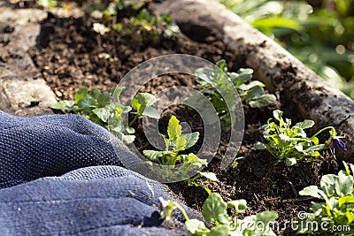 Person planting viola bedding plants in a stone container. Stock Photo