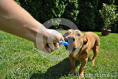 Person playing with a dog Stock Photo