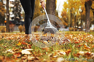 Person raking dry leaves outdoors on autumn day Stock Photo