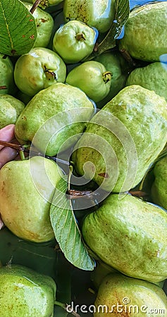 A person reaching for a bunch of green pears. Beautiful picture of guavas Stock Photo