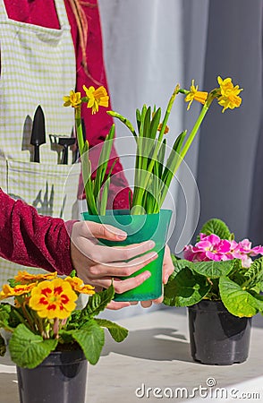 A person`s hands hold a pot with blooming yellow daffodils, next to it are primroses in flower pots on the windowsill Stock Photo