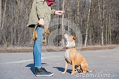 Training a grown-up dog to do `sit` command Stock Photo