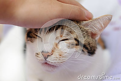 Person stroking cat Stock Photo