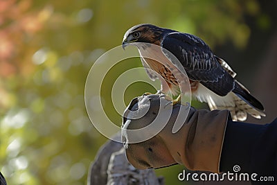 a person wearing a glove with a harriss hawk perched on it, outside Stock Photo