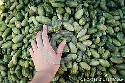 Personal view on hand choosing fresh indian green cuccumbers from market stall Stock Photo