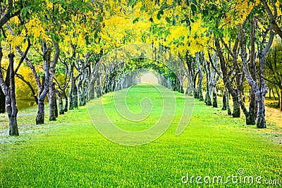 Perspective landscape of beautiful blooming yellow flower on sum Stock Photo