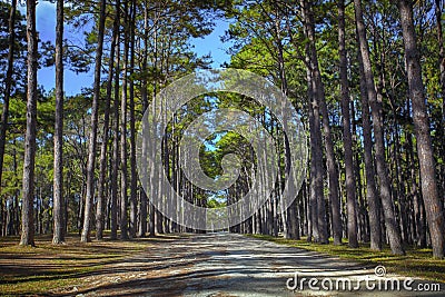 perspective of pine wood in Boh Kaew foresty plantation in chiangmai northern of thailand Stock Photo