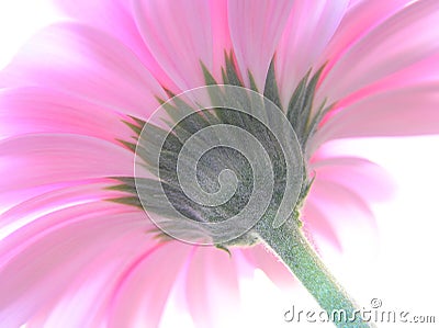 A perspective shot of a pink gerbera Stock Photo