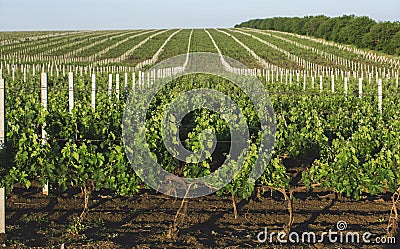 Perspective shot of a summer vineyard Stock Photo