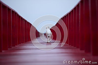 perspective of white dog walking on red wood bridge Stock Photo