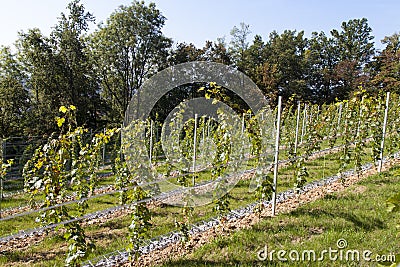 Perspective of young vine stocks in a new modern vineyard Stock Photo