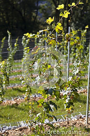 Perspective of young vine stocks in a new modern vineyard Stock Photo