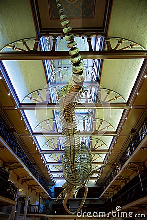Perth, Australia - December 7, 2020: Skeleton of a blue whale at the Western Australian Boola Bardip museum Editorial Stock Photo