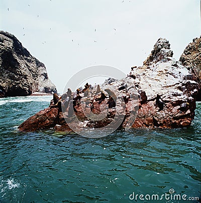 Peru picturesque island of Paracas with sea lions and penguins and birds in Pacific Ocean Stock Photo