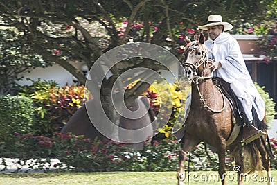 Peru traditional paso horses with chalan with their typical clothes on a hacienda farm Editorial Stock Photo